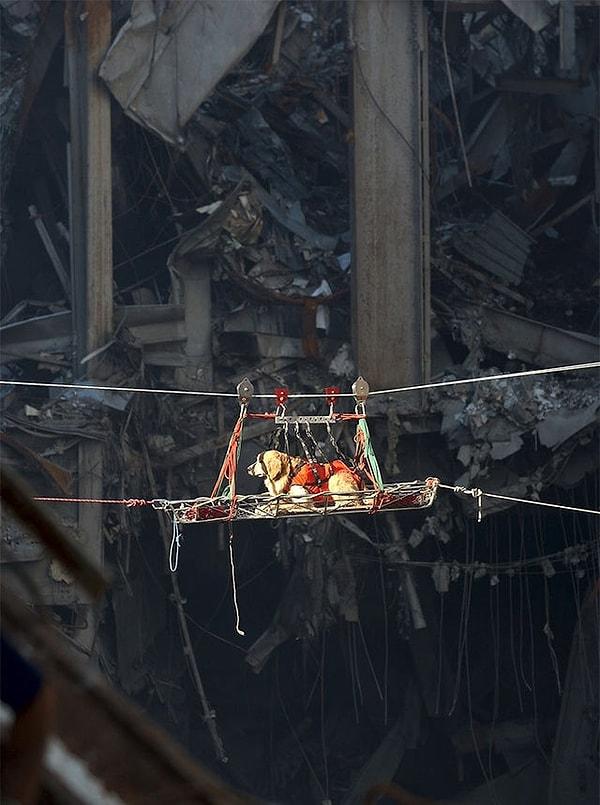 12. Dünya Ticaret Merkezi'ne yapılan saldırı sonrası enkaza kurtarma köpeği nakledilirken - Eylül 2001: