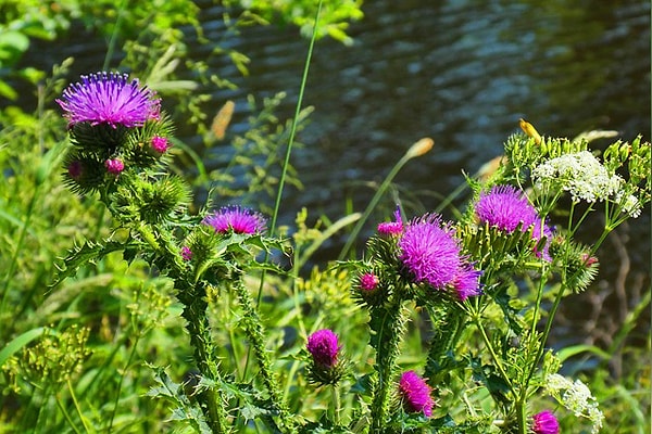 8. Devegülü (Althaea officinalis L.)