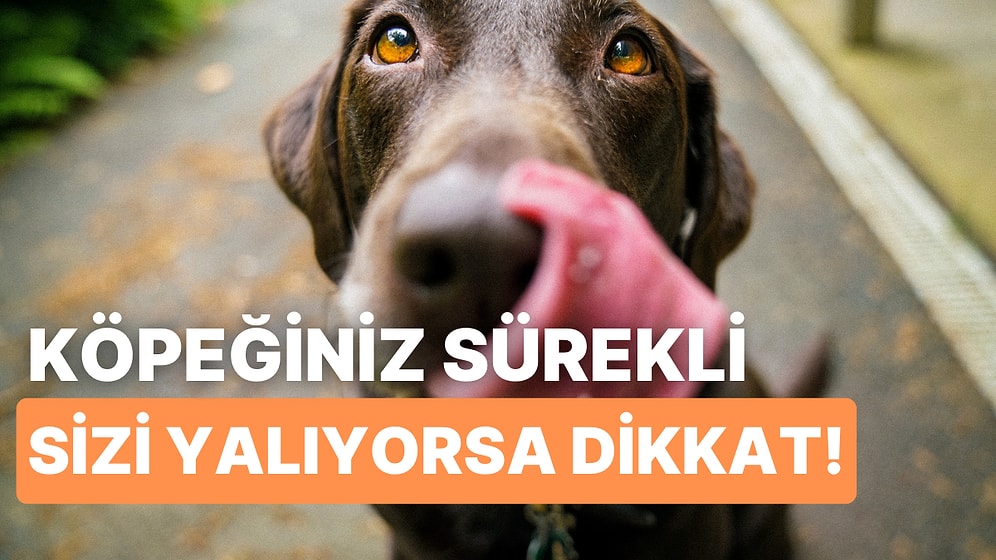 Tüylü Dostlarımız Köpekler Neden Sahiplerini Yalarlar?