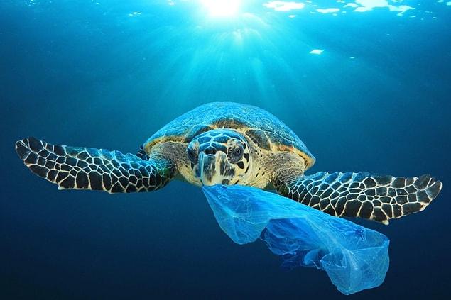 Peki, doğada çözünemeyen bu plastikler canlılara ne gibi bir zarar verir?