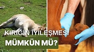 Ayağı Kırılan Atlar, Hâlâ Canlıyken Vuruluyor mu? Atların Vurulma Nedeninin Ardındaki Şaşırtıcı Gerçekler