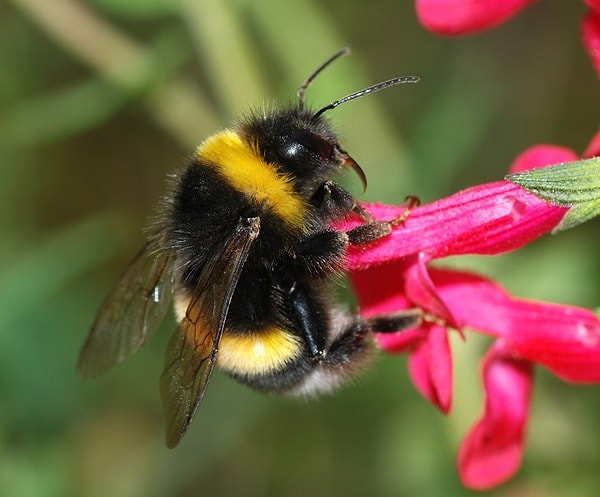 1. Bombus Arısı