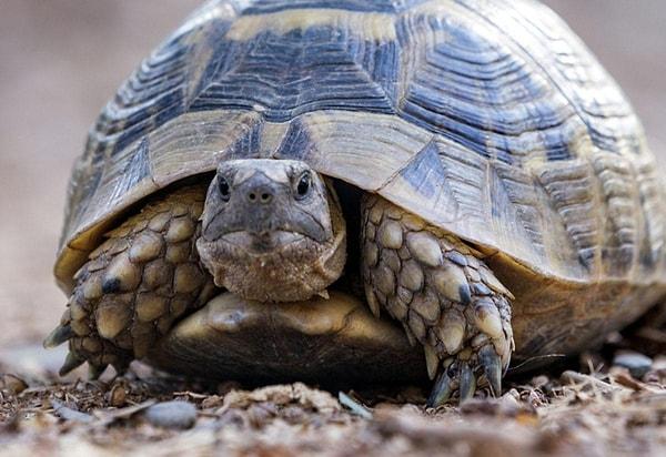 Rüyada Kaplumbağa Görmek: Kaplumbağanın Bilgeliği Size Ne Getiriyor?