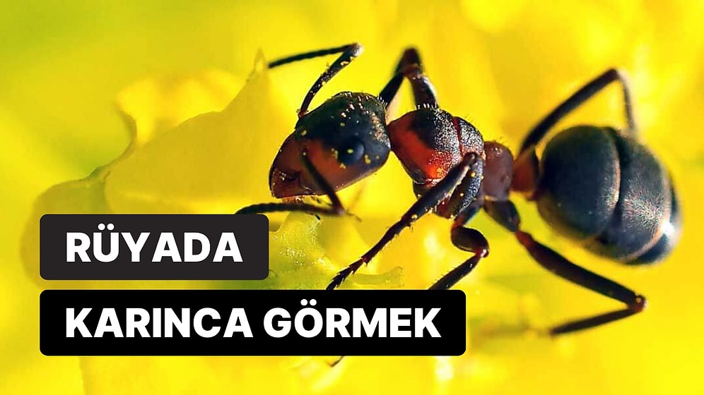 Rüyada Karınca Görmek: Zenginlik ve Refah İçin Uzun Mücadeleler Vermeniz Gerekebilir!