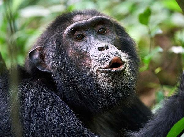 2005 yılında yapılan bir araştırma, yaşayan en yakın evrimsel akrabalarımız olan şempanzelerin genetik olarak insanlara %96 oranında benzediğini buldu.