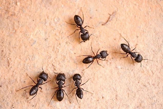 Vedere una formica che attacca la casa in un sogno