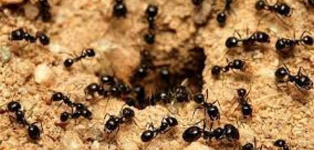 Morso di formica in un sogno