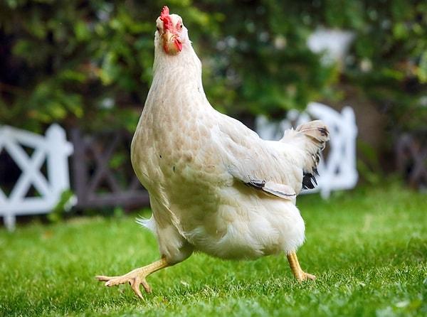Tavuk genlerinin yaklaşık %60'ı insan geni karşılığına sahiptir.