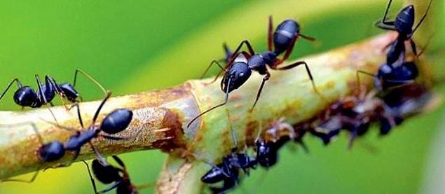 Mangiare formiche in un sogno