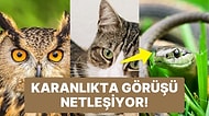 Hayvanların Dünyayı Bizden Çok Farklı Algıladığını Gösteren Birbirinden İlginç Fotoğraflar