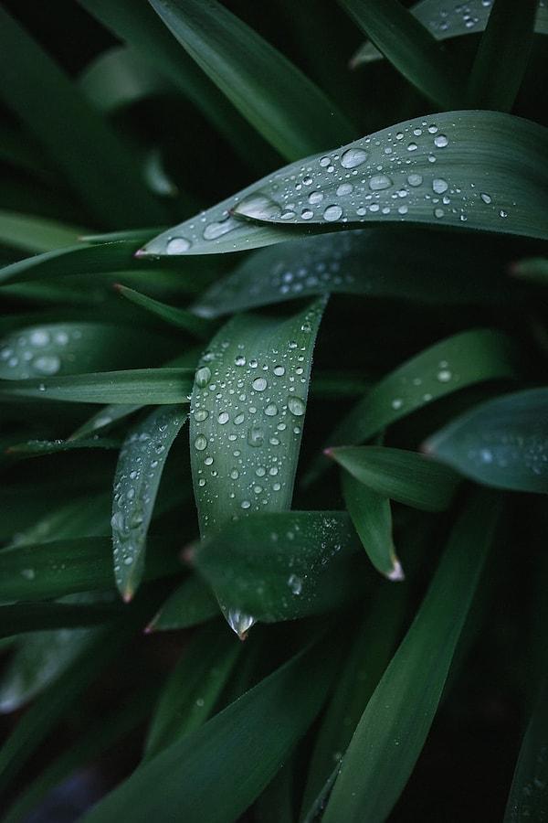 2. Yağmurun eşsiz kokusu aslında bitki yağlarından, bakterilerden ve ozondan gelir.