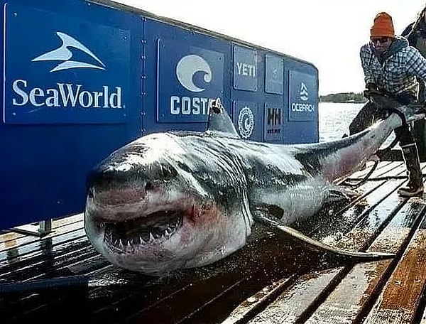 11. 4 metre 450 kilo ağırlığındaki büyük beyaz köpek balığı: