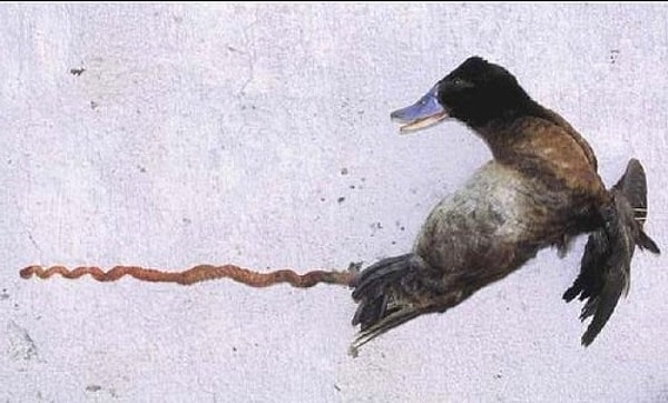 15. Ve son olarak ilginç bir bilgiyle içeriğimizi noktalayalım: Arjantin ördeklerinin cinsel organları 43 santimetreye kadar ulaşabiliyor.