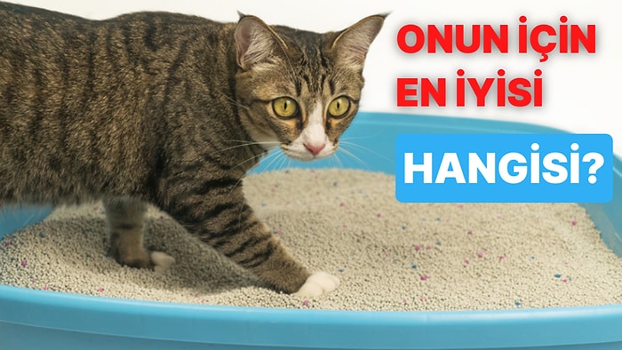 Yavruları İçin Hassas Düşünenlere Doğal Kedi Kumu Önerileri