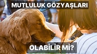 Köpekseverler Buraya! Köpekler Mutluluktan Ağlar mı?