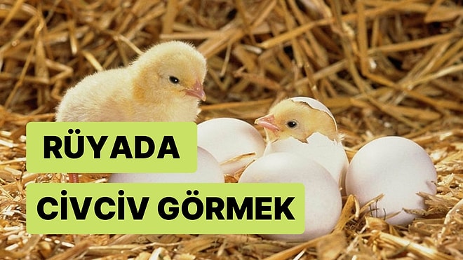 Rüyada Civciv Görmek Ne Anlama Gelir? Yumurtadan Civciv Çıkması, Civciv Beslemek ve Sarı Civciv Tabirleri