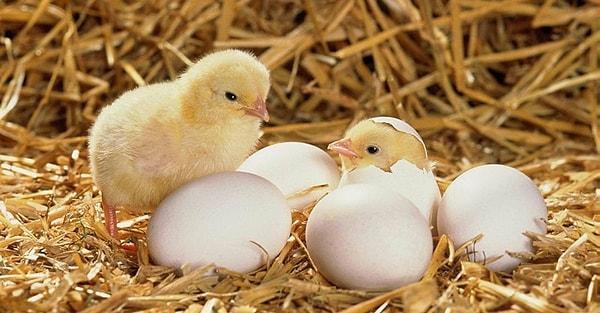 Rüyada Yumurtadan Civciv Çıkması