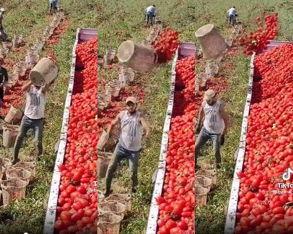 Fizik kurallarının dibini sıyıran çiftçinin, domates dolu kovaları muhteşem bir teknikle kamyon kasasına fırlattığı anlar sosyal medyada viral oldu.