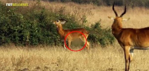 Gazete Duvar'dan Serkan Alan'ın yazısında yer alan iddiaya göre, 16 Ekim Pazar günü yayınlanan belgeselde, ‘Uganda Kob Antilopları’nın cinsel organları buzlanarak sansürlendi.