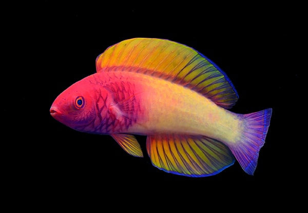 Maldivler kıyısında yani Hint Okyanusunun 40-70 metre derinliklerinde mercan resiflerine çıkmaya cesaret edemeyen parlak renkli parmak boyunda balık sürüleri yer alır. Gökkuşağı gibi renklere sahip olan Rose-Veiled Fairy Wrasse türü de bunlardan biri olarak literatüre eklendi.