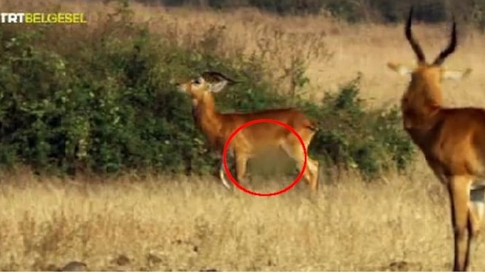 Sırada Ne Var? TRT'de Hayvanları Sansürlediler