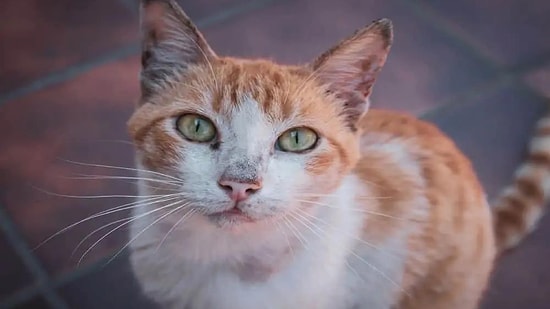 Ne Zaman Bitecek? Bir Kişi Sokakta Yakaladığı Kediyi Fırında Yaktı...