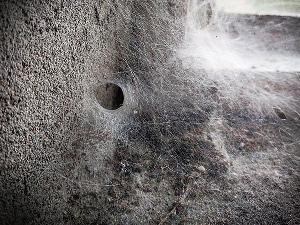 24. "Bodrumda bulduğum örümcek tüneli."