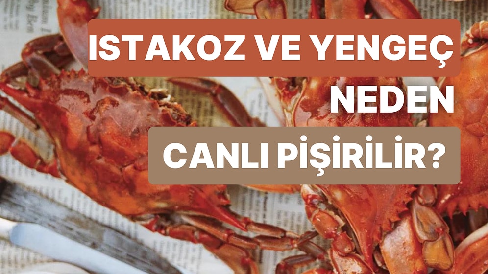 Hep Merak Edenler İçin: Yengeç ve Istakoz Neden Canlı Canlı Pişirilir?