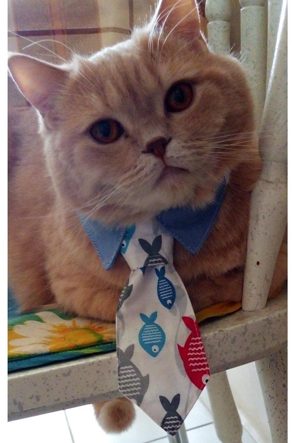 20. Komik ve kısa kravatlar sadece kedilere yakışıyor.