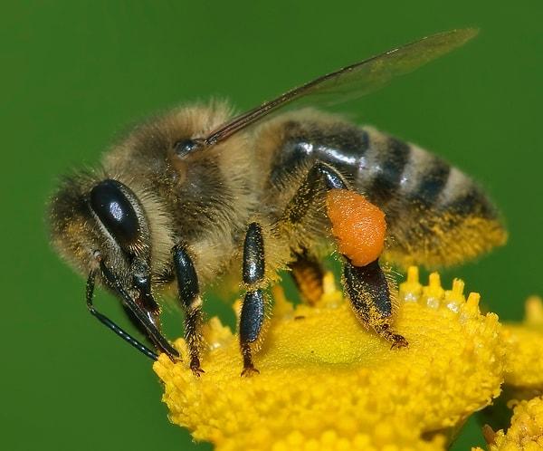 3. Hayatta kalmaya çalışan bir arının yaşamasını sağlamak oldukça kolay...