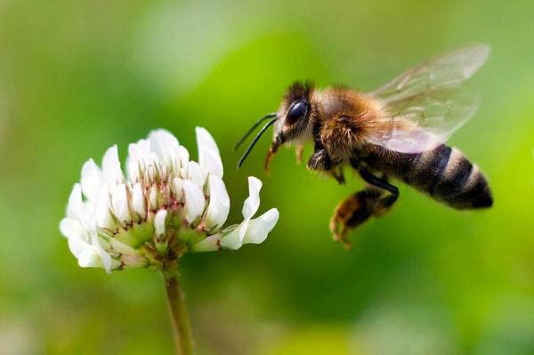 9. Bal arıları, dans ederek iletişim kurarlar!