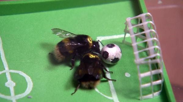 5. Bilim insanları, arılara futbol oynatmayı başardı!