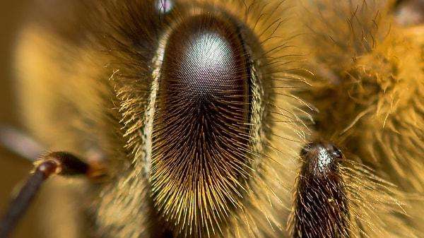 15. Bal arılarının gözlerinde tüyler bulunur.