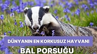 Hayvanlar Aleminin En Korkusuz Hayvanı Olan Bal Porsuğu Hakkında Bilmeniz Gereken Her Şey