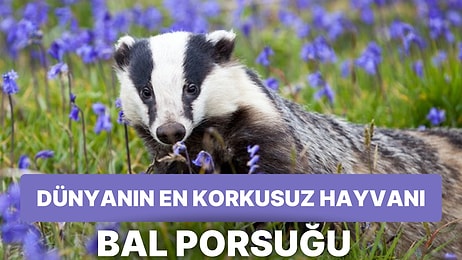 Hayvanlar Aleminin En Korkusuz Hayvanı Olan Bal Porsuğu Hakkında Bilmeniz Gereken Her Şey