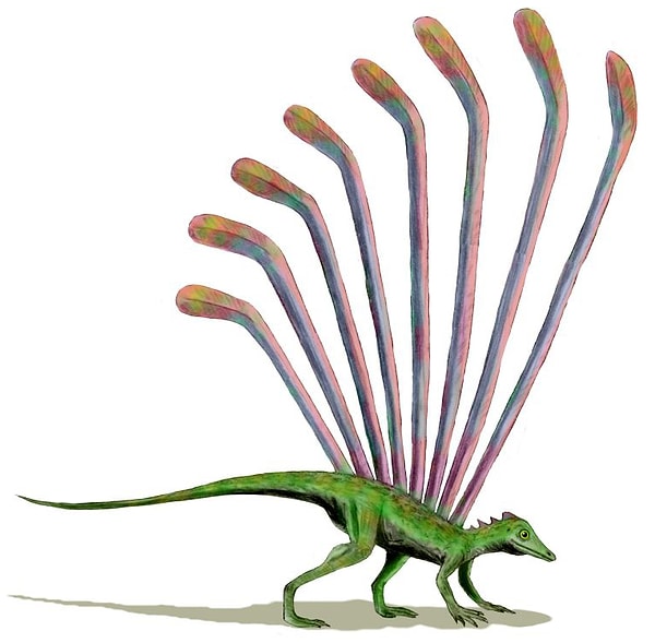 Второе место: Лонгисквама