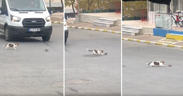 İstanbul'da kaydedilen görüntülerde, bir farenin kediden ve kamyon lastiğinden kaçmadığı anlar görülüyor.