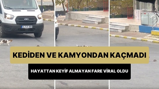 Kediden ve Kamyon Lastiğinden Kaçmayan, 'Artık Ne Olacaksa Olsun' Diyen Farenin Viral Olan Görüntüleri