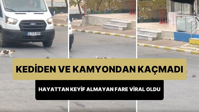 Kediden ve Kamyon Lastiğinden Kaçmayan, 'Artık Ne Olacaksa Olsun' Diyen Farenin Viral Olan Görüntüleri