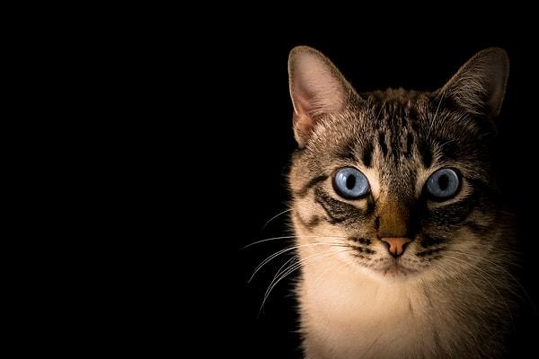 8. Mavi gözlü kedilerin duyma engelli olma olasılığı yüksektir.