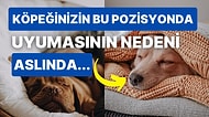 Tüylü Dostlarımız Köpeklerin Farklı Uyku Pozisyonları Ne Anlama Geliyor?