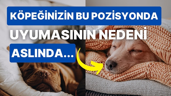 Tüylü Dostlarımız Köpeklerin Farklı Uyku Pozisyonları Ne Anlama Geliyor?