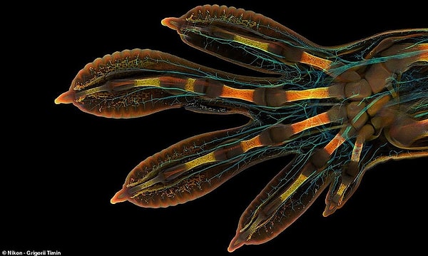 Однако победителем конкурса этого года стал Григорий Тимин за его замечательное изображение эмбриональной руки мадагаскарского гигантского дневного геккона.