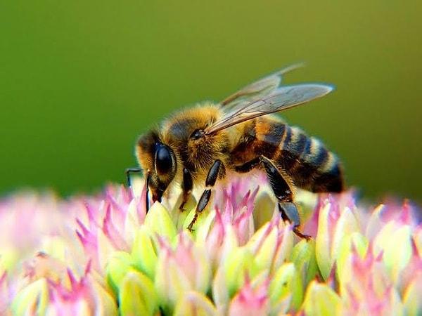Peki, arılar gerçekten bal yer mi?
