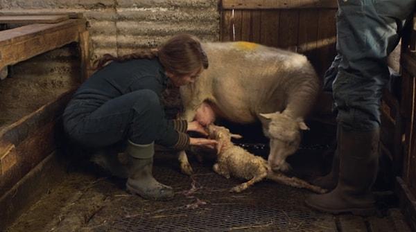 Maria ve Ingvar, yeni doğan bir kuzuya evde bakmaya başlıyor.