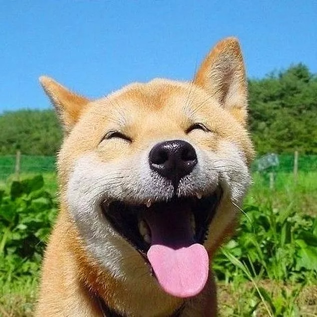 Les chiens vomissent lorsqu'ils attrapent des bactéries, ont des maux d'estomac et sont malades.