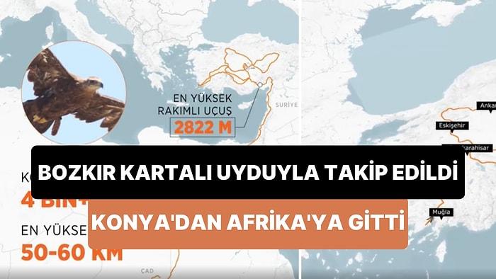 Uydu ile Takip Edilen Bozkır Kartalı 1 Haftada Konya'dan Orta Afrika'ya 4 Bin Kilometre Uçtu