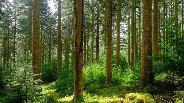 16. Avrupa ülkeleri ciddi anlamda ormanlarını kaybediyor, sona kalan devasa ormanlar özellikle Finlandiya ve İsviçre'deki mobilya mağazaları tarafından kesilip harap ediliyor.
