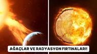 Ağaç Halkalarını İnceleyen Bilim İnsanları Kozmik Radyasyon Fırtınaları Hakkında Bilinmeyenlere Ulaştı