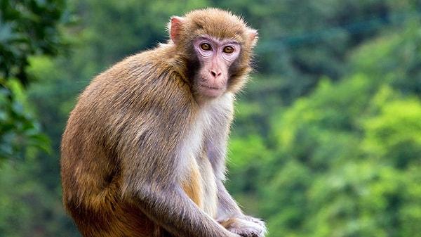 Evrim teorisini takip ediyorsanız insanlığın gelişiminin maymunlar gibi diğer primatlar ile benzer olduğunu biliyorsunuzdur.
